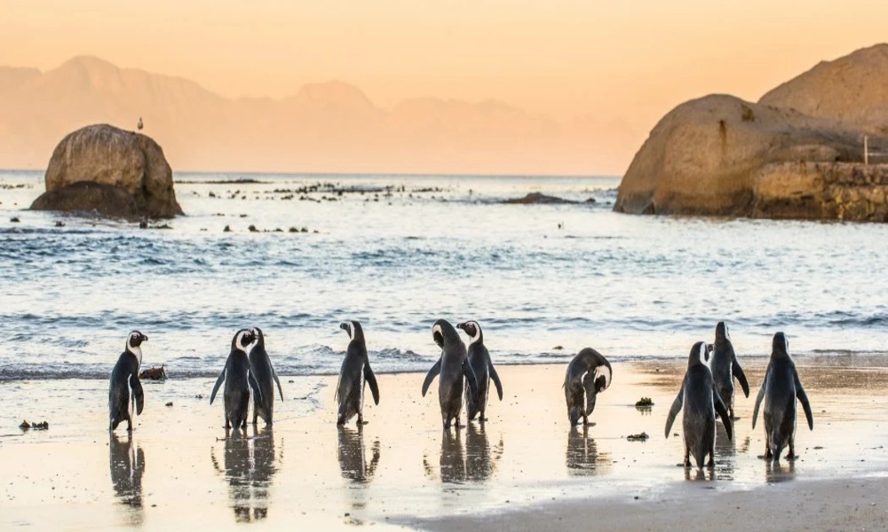 Diaporama Majest� d'Afrique Australe en version Grand Luxe