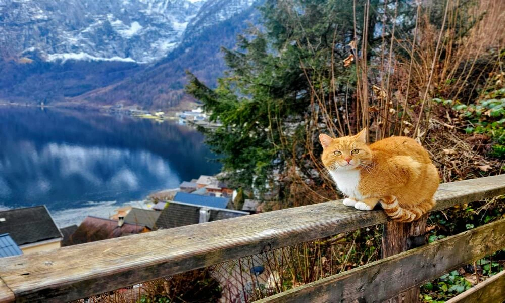 Diaporama Boucle Autrichienne