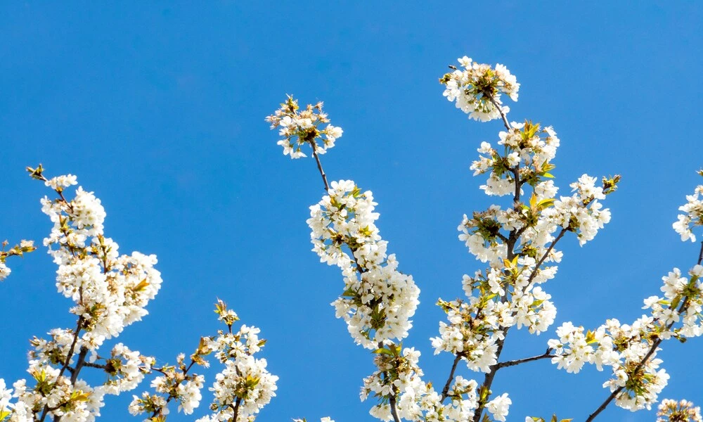 Diaporama Bulgarie en libert�