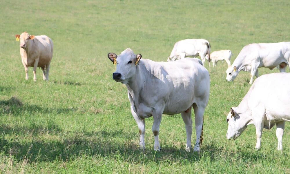 Diaporama Monuments Unesco en R�publique Tch�que