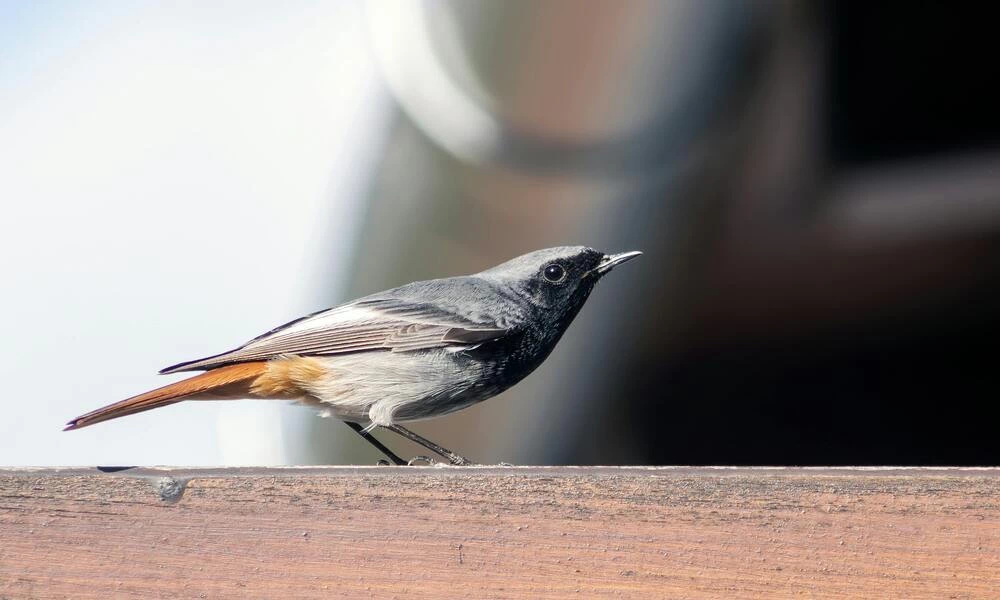 Diaporama Grand tour de Hongrie