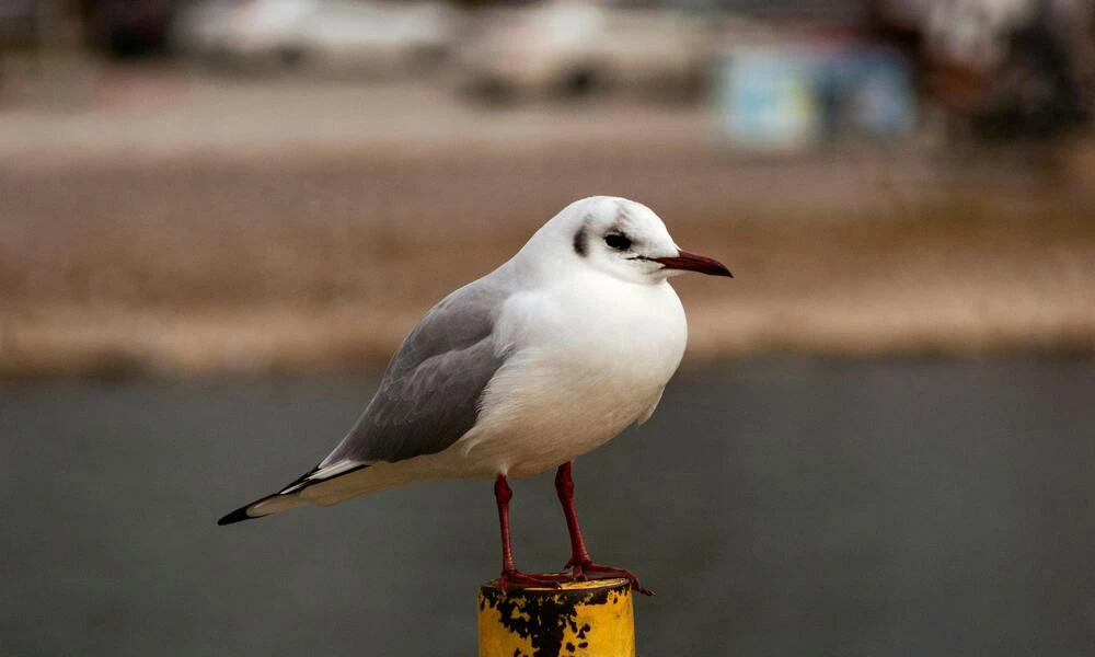 Diaporama Mac�doine du nord, tr�sor m�connu des Balkans