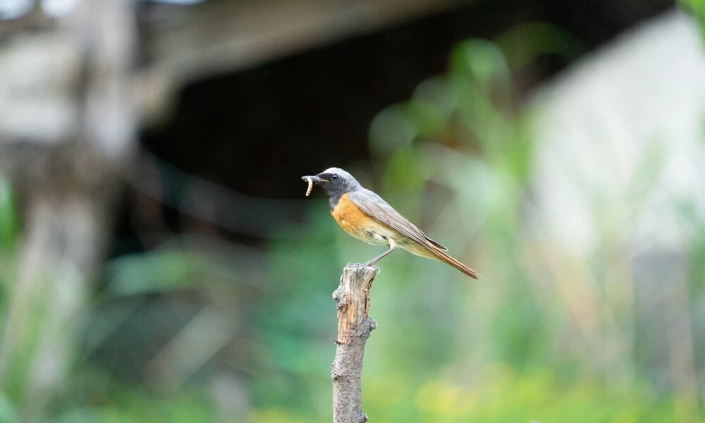 Diaporama Mosa�que Serbe