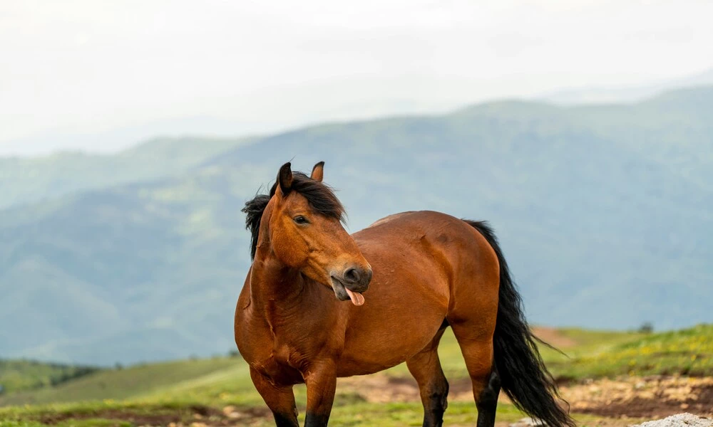 Diaporama Mosa�que Serbe