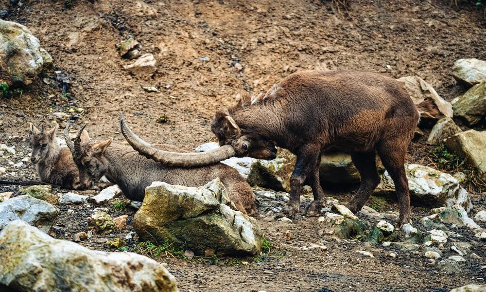 Diaporama Slov�nie et Istrie Croate