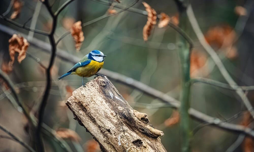 Diaporama Slov�nie et Istrie Croate